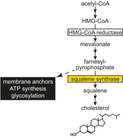Squalene Synthase catalyzes the first step committed to cholesterol synthesis. Other important cellular pathways such as ATP synthesis and glycosylation are not affected. HMG-CoA reductase is the rate-limiting enzyme of cholesterol biosynthesis.