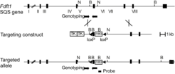 Fig. 1: Scheme of conditional targeting strategy of the murine Fdft1 gene.