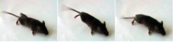 Fig. 1: Consecutive frames taken from a video clip. Young mutant mice (P20) with inactivated cholesterol synthesis in myelin-forming cells tremble and show defects in motor coordination.