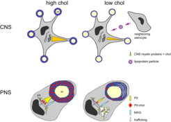 Fig. 3: While mutant oligodendrocytes synthesize less but normal myelin, peripheral myelin synthesized by Schwann cells shows an altered composition.