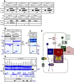 Fig. 1: Identification of protein-protein interactions by "pull-down" experiments (left) and schematic representation of the results (right).