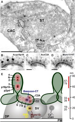 Fig. 2:
Different sequence regions of active-zone proteins reside in different locations at neurotransmitter release sites.
A-D: Immunogold electron-microscopic data;
E: schematic representation derived from these data.