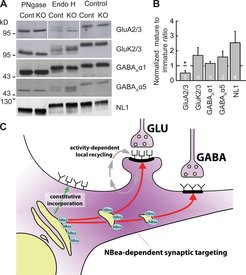 Fig. 3: Model of the proposed role of Neurobeachin in the post-Golgi trafficking of multiple ionotropic neurotransmitter receptor types.