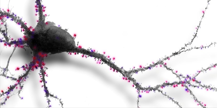 Molecular Neurobiology