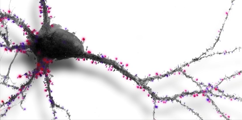 Molecular Neurobiology Molecular Neurobiology