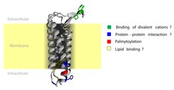 Predicted 3D structure of PMP22 with known and putative functional residues highlighted (Jumper et al. Highly accurate protein structure prediction with AlphaFold (Nature 2021)).