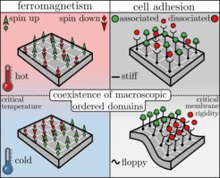 Analogy between ferromagnetism and cell adhesion. Left panel: A set of 16 spins in a ferromagnetic material. At high temperatures entropy dominates rendering the spins randomly oriented up or down throughout the lattice. At low temperatures, more precisely below the Curie temperature, energy dominates giving rise to macroscopic ordered domains with spins pointing in the same direction (up or down). Right panel: A patch of a cell membrane with 16 adhesion bonds. In the case of a stiff membrane entropy dominates rendering the bonds randomly associated or dissociated throughout the lattice. At a lower membrane rigidity, more precisely below the thermodynamic critical membrane rigidity, macroscopic domains with only associated or dissociated bonds, respectively, coexist that form through a process called thermodynamic phase transition