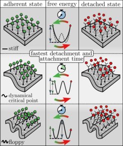 Detachment and attachment times, and the dynamical critical point. Outer columns: A patch of a cell membrane with 16 adhesion bonds which are all associated (left) or dissociated (right). From top to bottom: a stiff membrane (above the thermodynamic critical membrane rigidity); dynamical critical membrane rigidity; a floppy membrane (below the dynamical critical membrane rigidity). The central column depicts the corresponding free energy landscapes along the fraction of dissociated bonds with the two end-points reflecting the fully associated (green circle) and fully dissociated (red circle) states. Bellow the dynamical critical membrane rigidity the transition to a fully associated/dissociated state (and hence the left-/right-most free energy barrier) is always rate-limiting, whereas the detailed shape of the free energy landscape depends on membrane rigidity. If the rigidity is greater than the thermodynamic critical membrane rigidity the landscape has a single well, whereas is has two minima when the rigidity is smaller than the thermodynamic critical membrane rigidity. The latter corresponds to a coexistence of dense and dilute macroscopic domains of associated bonds. At the dynamical critical point (center) the barrier to the fully associated or dissociated state, respectively, is smallest, resulting in the fastest attachment/detachment rate. Beyond this point the thermodynamic phase transition becomes rate-limiting, whereas the fully associated and fully dissociated states are thereupon reached by typical density fluctuations.