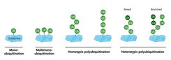 Ubiquitin can be attached to a target protein in different ways. In addition to single and multiple molecules, multi-membered chains of different linkage types can also form. Plus, different types of ubiquitin molecules can attach.