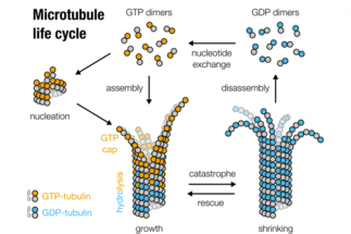 <em>How Do Biological Nanomachines Work?</em> <br />Functional Mechanisms of Biomolecular Complexes