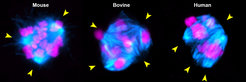 Depletion of the molecular motor KIFC1 in mouse oocytes (left) and bovine oocytes (middle) results in multipolar spindles (cyan) and chromosome (magenta) segregation errors, recapitulating the spindle instability of human oocytes (right). Yellow arrowheads highlight unstable spindle poles.
