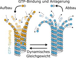 Die Abbildung zeigt die aus Tubulin-Protofilamenten aufgebauten Plus-Enden von Mikrotubuli beim Wachsen (links) und Schrumpfen (rechts). Haben Tubulin-Protofilamente das Treibstoffmolekül GTP gebunden, tendieren Mikrotubuli dazu, sich zu verlängern. Dabei lagern sie weitere Tubuline (orange-graue Kugeln) an. Wird GTP durch Spaltung in das „Abgasmolekül“ GDP umgewandelt, werden die Tubulin-Protofilamente (blau-graue Kugeln) steif. Auch haften sie schlechter aneinander. Dies macht die Mikrotubuli instabiler und sie neigen dazu, sich zu verkürzen. Elastizität und Klebrigkeit der Tubulin-Protofilamente steuern so das Umschalten zwischen Wachsen und Schrumpfen.
