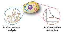 Glögglers Verfahren ermöglicht, an denselben lebenden Zellen sowohl Stoffwechselmessungen durchzuführen als auch Proteine zu analysieren. Mit der Methode wollen die Wissenschaftler*innen entschlüsseln, wie Fehler in der Proteinstruktur und Störungen im Stoffwechsel zusammenspielen.