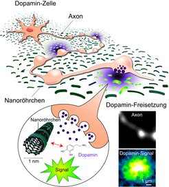 Oben: Schema einer Dopamin-Nervenzelle auf einem Nanosensor-Teppich. Entlang des sendenden Zellfortsatzes (Axon) befinden sich spezialisierte Strukturen, die Dopamin freisetzen. Unten links: Die Bindung des freigesetzten Dopamins an die Nanoröhrchen löst ein Fluoreszenzsignal aus. Unten rechts: Mikroskopische Aufnahme eines Nervenzellaxons und des entsprechenden Nanosensorsignals.