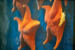 © Irene Böttcher-Gajewski / Max Planck Institute for Multidisciplinary Sciences
