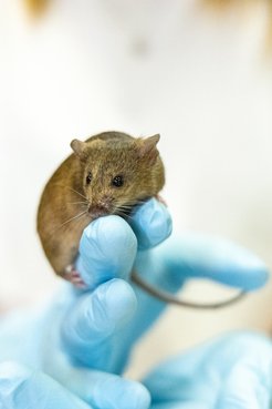 © Carmen Rotte / Max Planck Institute for Multidisciplinary Sciences