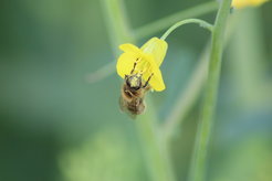© Alexandre Webster / Max-Planck-Institut für Multidisziplinäre Naturwissenschaften