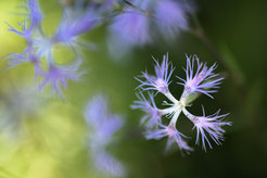 Fringed Pink (Dianthus superbus)