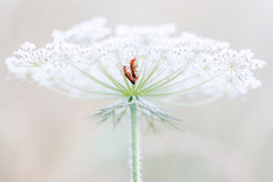 Common red soldier beetle (Rhagonycha fulva) on a Wild carot (Daucus carota)