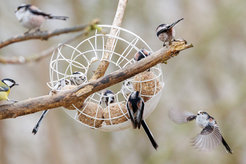 Great tit (Parus major)
