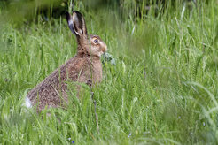 Feldhase (Lepus europaeus)