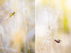 Left: Red-veined darter (Sympetrum fonscolombii) right: bug