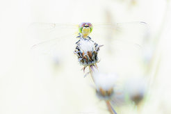 Red-veined darter (Sympetrum fonscolombii)