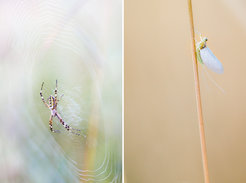 Left: Wasp spider (Argiope bruennichi), right: mayfly