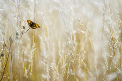 Meadow brown (Maniola jurtina)
