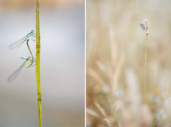 Links: Hufeisen-Azurjungfer (Coenagrion puella) bei der Paarung, rechts: Hauhechel-Bläuling (Polyommatus icarus)
