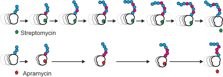 Fidelity of protein synthesis in vivo