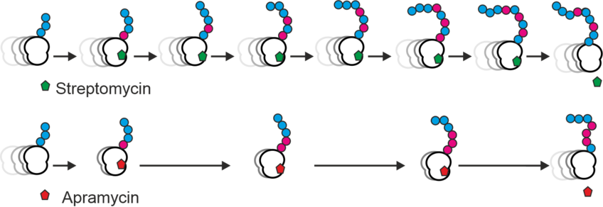 Fidelity of protein synthesis in vivo Fidelity of protein synthesis in vivo