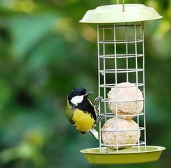 Kohlmeisen-Männchen (Parus major)