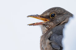 Amsel-Weibchen (Turdus merula)