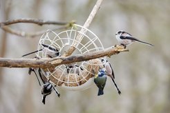 Schwanzmeisen (Aegithalos caudatus) und eine Blaumeise (Parus caeruleus) am Futterring