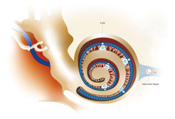 Ein optogenetisches Cochlea-Implantat übersetzt akustische Reize in Lichtpulse. Feine lichtleitende Fasern (blau) leiten die Pulse ins Innenohr: hohe Töne an die Basis, tiefere Töne weiter an die Spitze der Hörschnecke. Mit molekularen Lichtsensoren ausgestattete Nervenzellen des Hörnervs wandeln die Lichtpulse in elektrische Signale um und leiten sie zur weiteren Verarbeitung ins Gehirn.