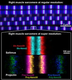 Das obere Bild zeigt die Sarkomere der Flugmuskulatur der Fliege Drosophila in normaler Auflösung. Diese wurde mit fluoreszenzmarkierten Nanobodies und konfokaler Mikroskopie sichtbar gemacht. Aktin ist blau markiert, ein Ende von Projectin in magenta, das andere Ende in grün angefärbt. Der Maßstab beträgt 5 µm.Das untere Bild ist eine Collage von Sarkomeren von Flugmuskeln, die mit Nanobodies und DNA-PAINT in Superauflösung abgebildet wurden. Die Enden einer kurzen Version des Titin-Homologs Sallimus sind in cyan (Sls-Anfang) und rot (Sls-Ende) markiert, während Projectin in magenta und gelb (Proj-Anfang) sowie in blau und grün (Proj-Ende) gefärbt sind. Jede Farbe repräsentiert einen spezifischen Nanokörper, der gegen einen kleinen Teil der großen Proteine erzeugt wurde. Beachtenswert ist die Überlagerung der Positionen der beiden Titin-Proteine. Der Maßstab beträgt 100 nm.