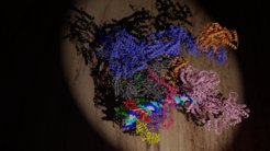 Three-dimensional structure of the transcription initiation complex. The different colours mark different protein factors that help RNA polymerase II (gray) find the beginning of a gene, unwind the DNA double helix, and start RNA synthesis.