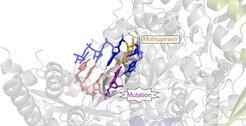Molnupiravir (yellow) is incorporated into the RNA of the coronavirus (blue, red), where it leads to mutations (purple). This enables the drug to interfere with the replication of the virus.
