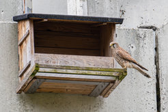Das Turmfalkenweibchen (Falco tinnunculus) am Nistkasten