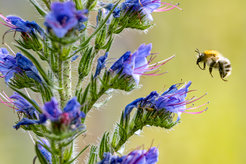 Gewöhnlicher Natternkopf (Echium vulgare)