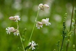 Gewöhnliches Leimkraut (Silene vulgaris)