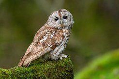 Waldkauz (Strix aluco)