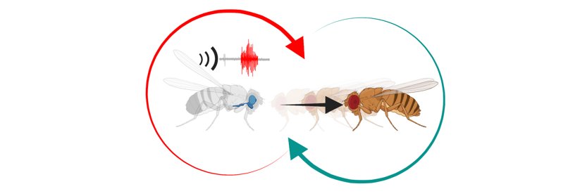 Computational Neuroethology of Social Flexibility