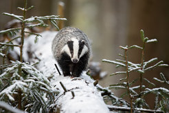 Ein Europäischer Dachs (Meles meles) im Winter