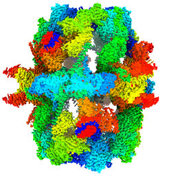 Structure of the fatty acid synthase