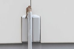 Ein Turmfalkenweibchen (Falco tinnunculus) sitzt auf der Fassade unseres Instituts.