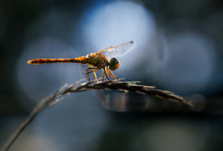 Hufeisen-Azurjungfer (Coenagrion puella)
