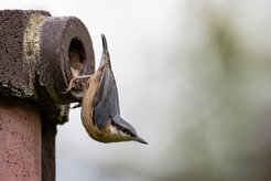 Kleiber (Sitta europaea)