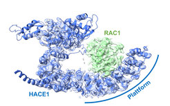 Die Ubiquitin-Ligase HACE1 bildet eine Plattform aus, auf der ihr Zielprotein passgenau platziert wird. Das befähigt die Ligase, ihr zu steuerndes Protein sicher zu erkennen und von anderen Proteinen zu unterscheiden.